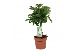 Schefflera arboricola nora gevlochten stam