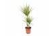 Dracaena marg. sunray 30-15 
