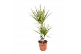 Dracaena marg. sunray 30-15