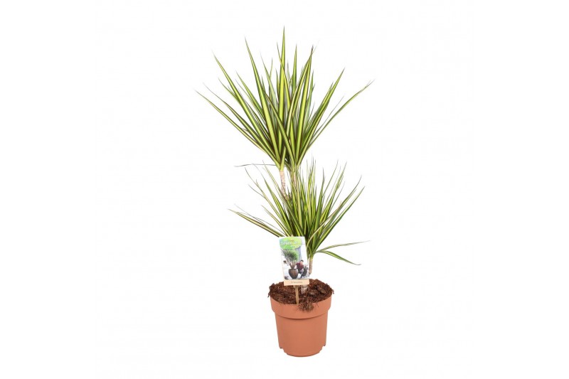 Dracaena marg. sunray 30-15 