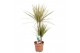 Dracaena marg. bicolor 2pp - 30-15 