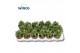 Crassula Ben 