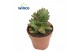 Crassula Ben 