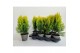 Platycladus orientalis aurea nana 