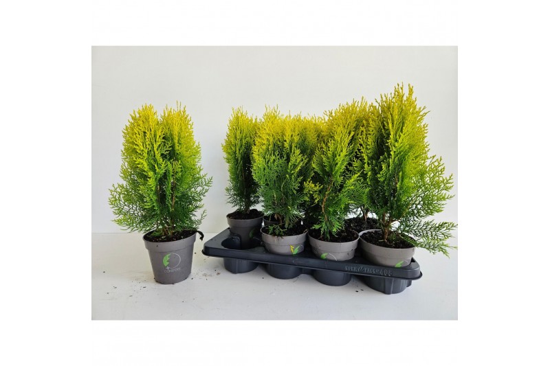 Platycladus orientalis aurea nana 