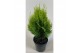 Platycladus orientalis aurea nana 