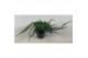Juniperus squamata blue carpet 