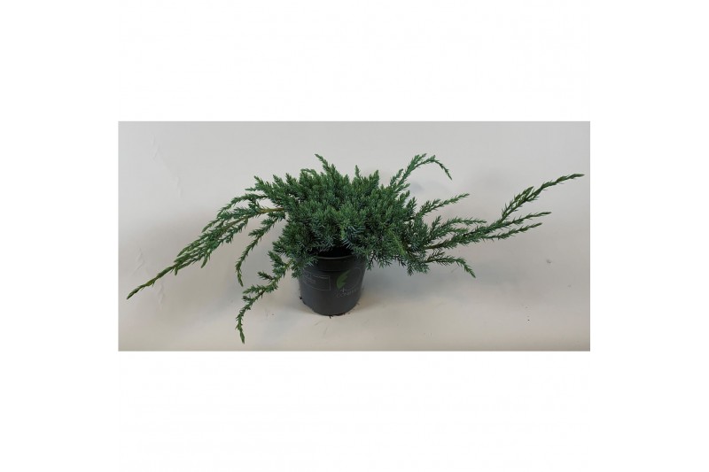 Juniperus squamata blue carpet 