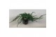 Juniperus squamata blue carpet 