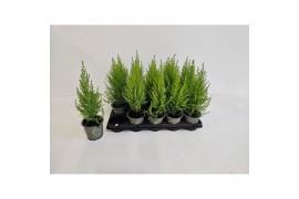 Cupressus macr. goldcrest wilma