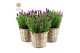 Lavandula stoechas anouk in basket 