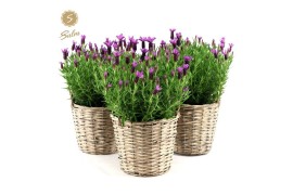 Lavandula stoechas anouk in basket