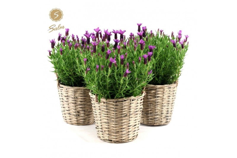Lavandula stoechas anouk in basket 