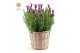 Lavandula stoechas anouk in basket 