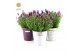 Lavandula stoechas anouk in zinc mix 