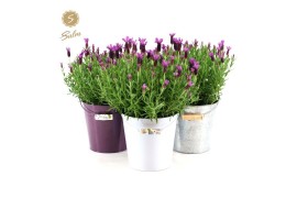 Lavandula stoechas anouk in zinc mix
