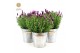 Lavandula stoechas anouk in zinc old-look 