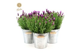 Lavandula stoechas anouk in zinc old-look