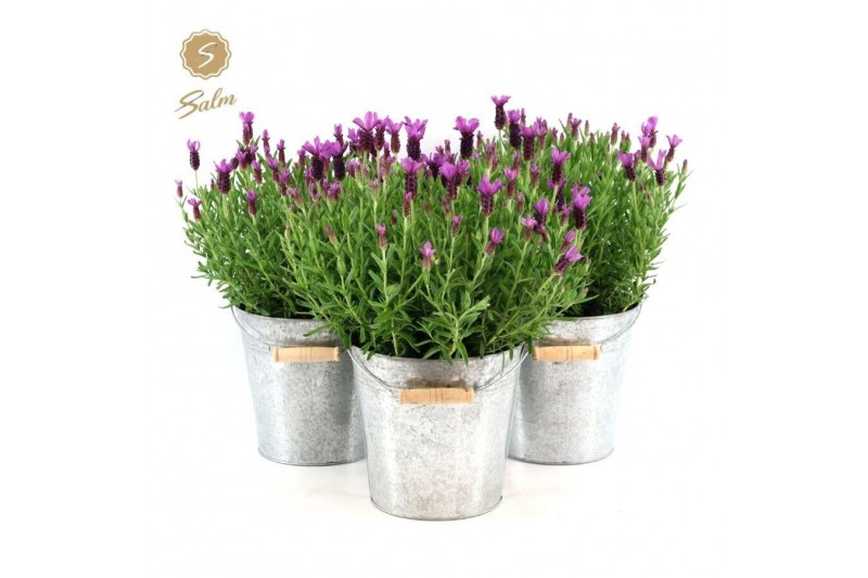 Lavandula stoechas anouk in zinc old-look 