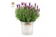 Lavandula stoechas anouk in zinc old-look 