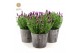 Lavandula stoechas anouk in wood 