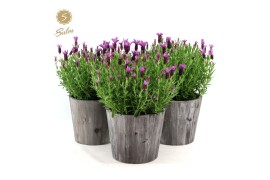 Lavandula stoechas anouk in wood