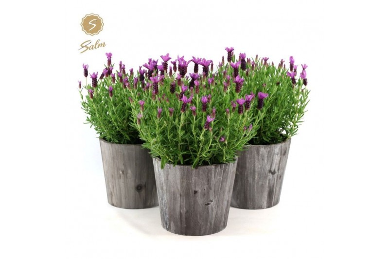 Lavandula stoechas anouk in wood 
