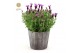 Lavandula stoechas anouk in wood 