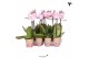 Phalaenopsis multiflora roze 1 tak 
