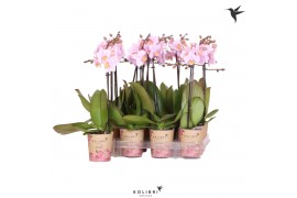 Phalaenopsis multiflora roze 1 tak