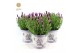 Lavandula stoechas anouk in zinc lavender 