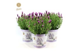 Lavandula stoechas anouk in zinc lavender