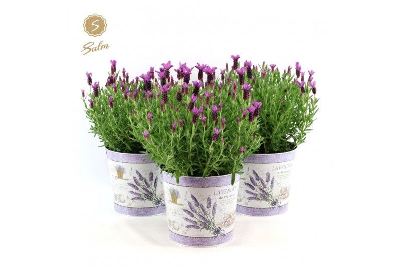 Lavandula stoechas anouk in zinc lavender 