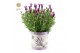 Lavandula stoechas anouk in zinc lavender 