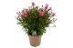 Gaura belleza compact lindheimeri pink 