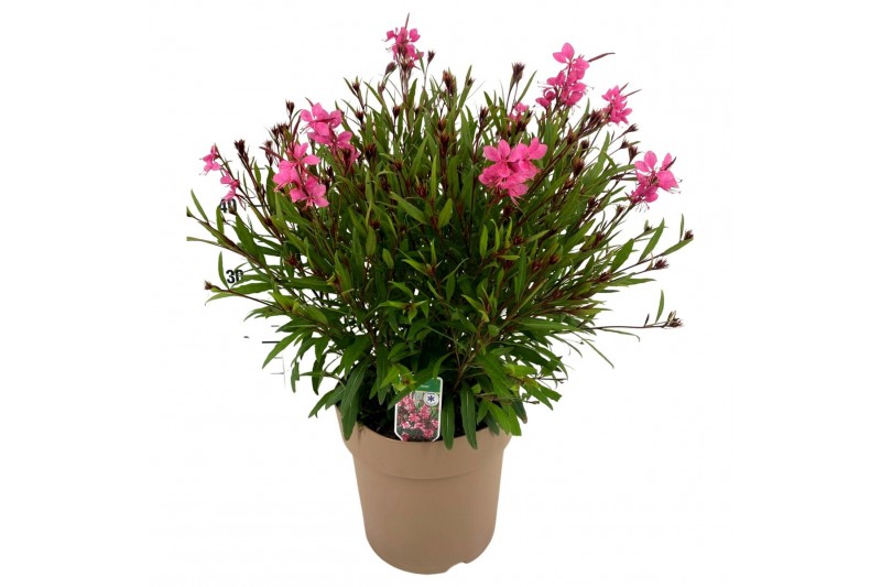 Gaura belleza compact lindheimeri pink 
