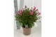 Gaura belleza compact lindheimeri pink 