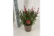 Gaura belleza compact lindheimeri pink 