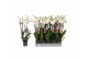 Phalaenopsis wit 4 tak - 25+ bloemen 