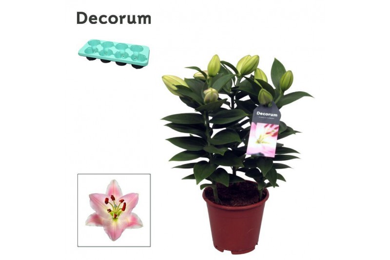 Lilium oriental souvenir Rascal decorum Lilium oriental souvenir Rascal decorum