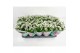 Chrysanthemum Bright Day Bright Day 12 cm 3 pp 