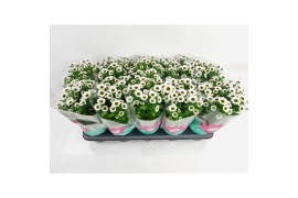 Chrysanthemum Bright Day Bright Day 12 cm 3 pp