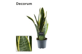 Sansevieria trifasciata laurentii Sansevieria Laurentii (Decorum) 3 pp