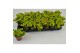 Fittonia Bubble green, 