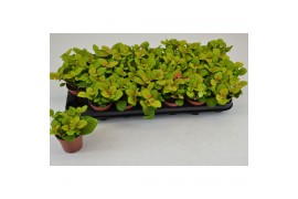 Fittonia Bubble green,