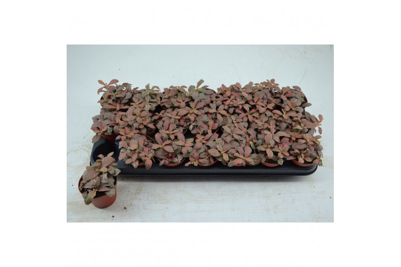 Fittonia grey sensation 