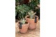 Adenium ansu baobab (niet bloeiend) in Terracotta pot 