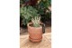 Adenium ansu baobab (niet bloeiend) in Terracotta pot 