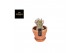 Adenium ansu baobab (niet bloeiend) in Terracotta pot 