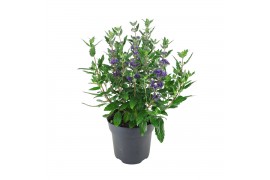 Caryopteris x clandonensis heavenl